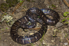 Atractus sanctaemartae