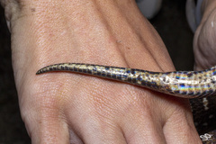 Atractus sanctaemartae