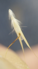 Rytidosperma caespitosum
