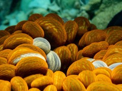 Phlyctenactis tuberculosa