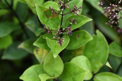 Mikania ovalis
