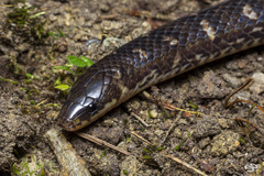 Atractus sanctaemartae