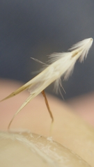 Rytidosperma caespitosum