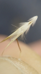 Rytidosperma caespitosum