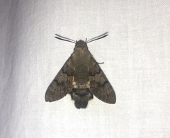 Macroglossum stellatarum