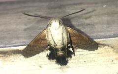 Macroglossum stellatarum