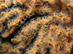 Melithaea zimmeri