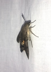 Macroglossum stellatarum