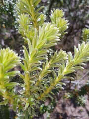 Phylica nitida