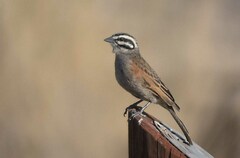 Emberiza capensis capensis