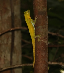 Lyriocephalus scutatus