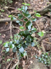 Planchonella cotinifolia