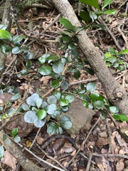 Planchonella cotinifolia