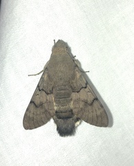 Macroglossum stellatarum
