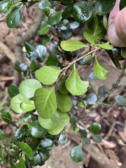 Planchonella cotinifolia