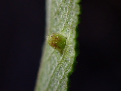 Rhopalomyia audibertiae