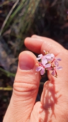 Stylidium laricifolium