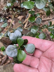Planchonella cotinifolia