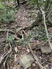 Planchonella cotinifolia