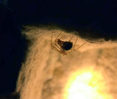 Kryptonesticus eremita