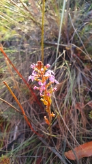 Stylidium laricifolium