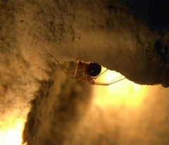 Kryptonesticus eremita