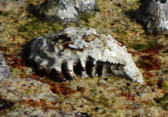 Saccostrea cuccullata