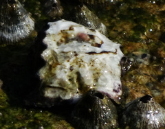 Saccostrea cuccullata