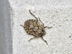 Brochymena