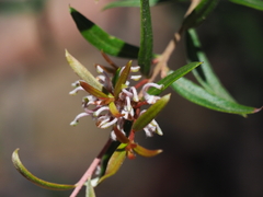 Grevillea sphacelata