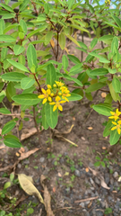 Galphimia glauca