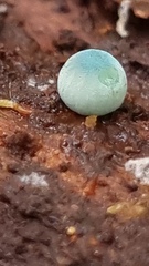 Mycena interrupta