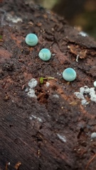 Mycena interrupta