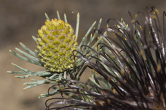 Banksia incana