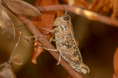 Calliptamus barbarus