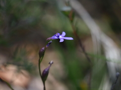 Lobelia dentata