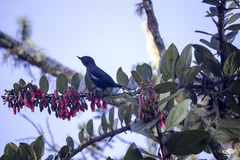 Diglossa albilatera