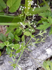 Galium dahuricum