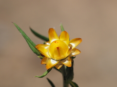 Xerochrysum viscosum
