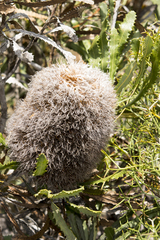 Banksia baueri