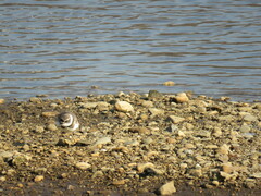 Charadrius placidus