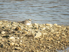 Charadrius placidus