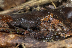 Geobatrachus walkeri