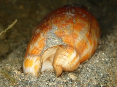 Mitra mitra