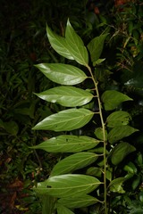 Nectandra membranacea