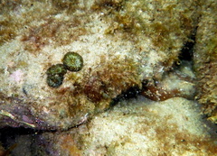 Homophyllia australis