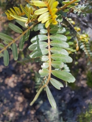 Sophora denudata