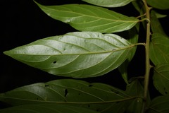 Nectandra membranacea