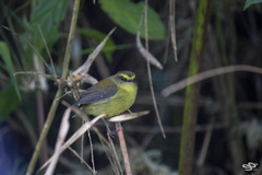 Silvicultrix diadema