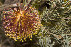 Banksia incana